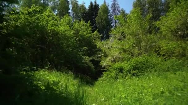 Spaziergang durch den Wald an einem Sommertag — Stockvideo