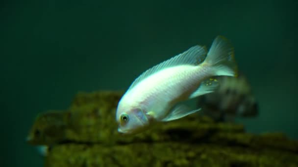 Blanc beau poisson nage sous l'eau — Video