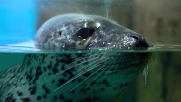 Nahaufnahme einer großen Robbe im Wasser — Stockvideo