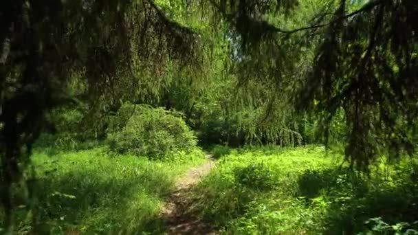 Sétálj egyet a zöld parkban egy nyári napon. — Stock videók