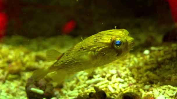 海洋環境における魚類のハリネズミ — ストック動画