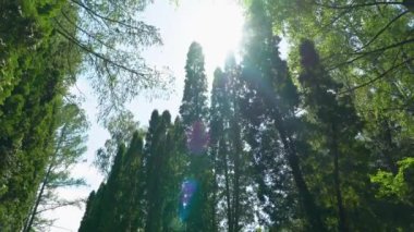 Güzel yeşil bahçe bir yaz gününde