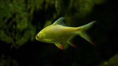 Nehirde beyaz balıklar