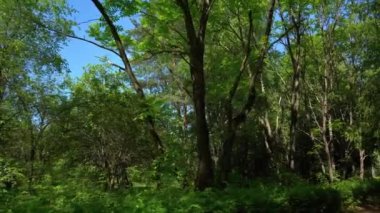 Bir yaz günü ormanda yürümek.