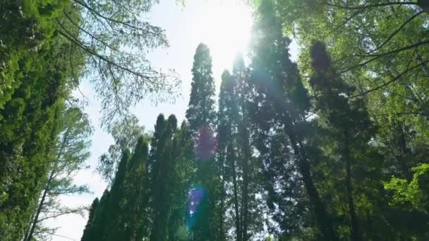 Prachtige groene tuin op een zomerdag — Stockvideo