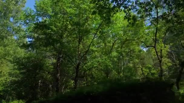 Mira el bosque en un día de verano — Vídeos de Stock