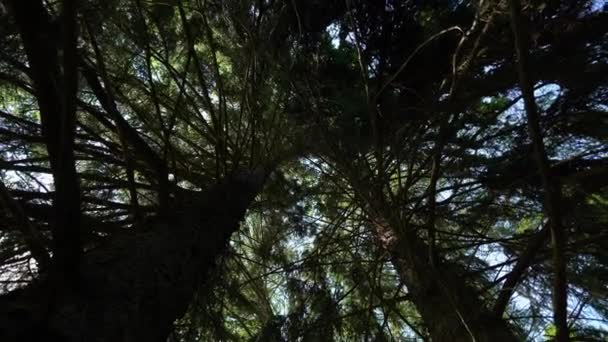 Вращающийся лес в летний день — стоковое видео