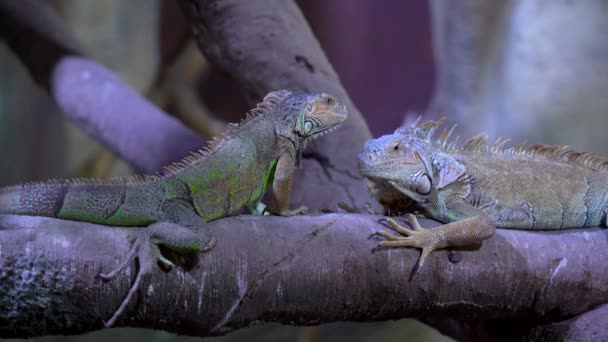 Iguana se arrastra y se sienta en una rama — Vídeos de Stock