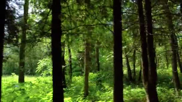 Зеленый лес в летний день — стоковое видео
