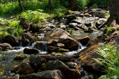 Kanada 'da güzel bir milli park manzarası