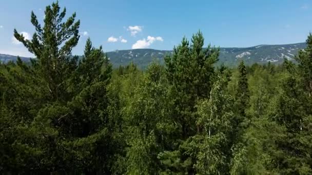 Πετάξτε στο βουνό ανάμεσα στο καταπράσινο δάσος — Αρχείο Βίντεο