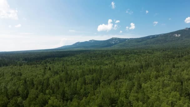 Panorama de verde bosque de verano sobre fondo de montaña — Vídeos de Stock