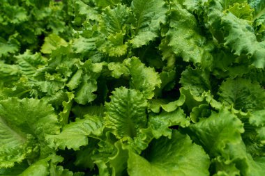 Taze yeşil salata yaprakları.