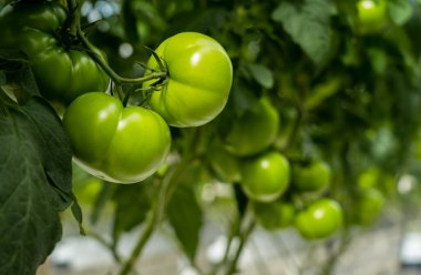 Seradaki yeşil domatesler. Tarım kavramı.