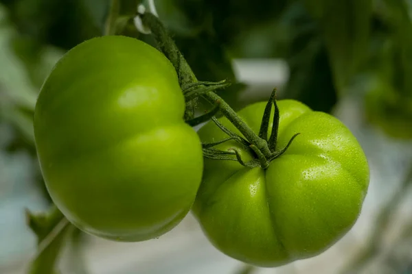 Green Tomatoes Greenhouse Agriculture Concept — Stock Photo, Image