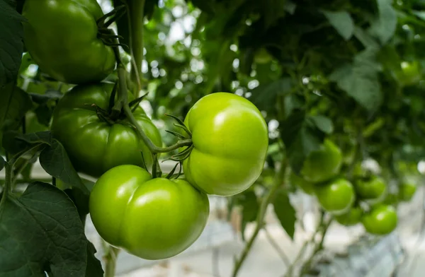 温室内の緑のトマト 農業の概念 ストック写真