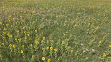 Yaz günü bir tarlada ayçiçekleri