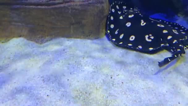 Preto diamante stingray Potamotrygon leopoldi no aquário — Vídeo de Stock