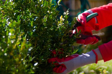 Bahçede erik ağacı çalıları var. Makasla keresteler. Çitleri kesen kadın bahçe işi yapıyor.