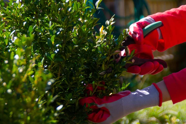 Poda de arbustos de boj en el jardín. Madera con tijeras. Mujer recorte de corte seto haciendo trabajo de jardín — Foto de Stock