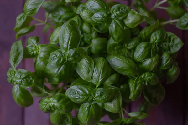 Fresh basil on dark wooden background