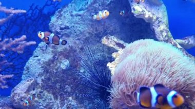 Amphiprion ocellaris, akvaryumdaki renkli balıklar, sualtı dünyası.