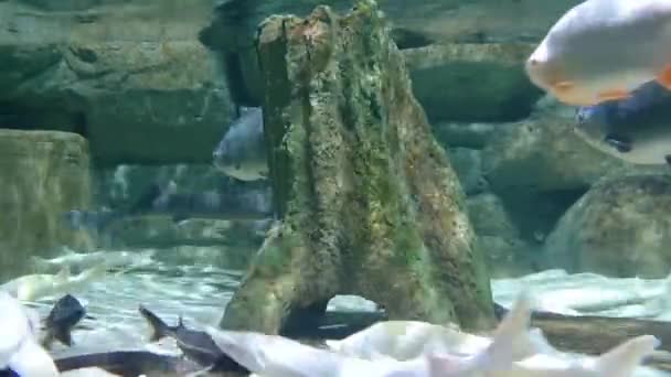 Aquário oceanográfico com muitos peixes grandes no interior — Vídeo de Stock