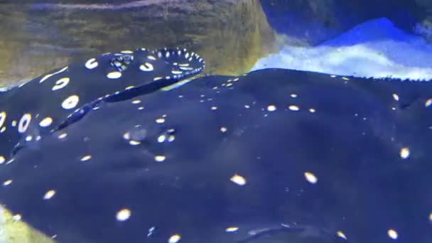 Diamante nero stingray Potamotrygon leopoldi in acquario — Video Stock