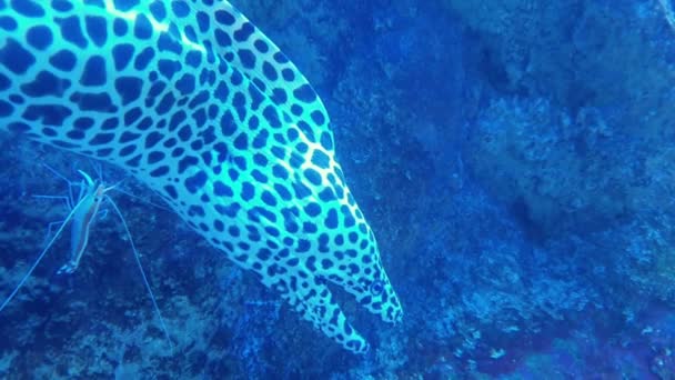 Водний леопард морай в океанаріумі — стокове відео