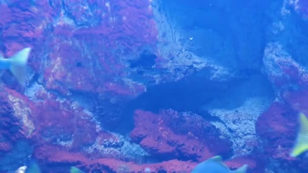 열 대 지방의 물고기가 수족관에 있는 산호초 주위를 헤엄쳐 다닌다 — 비디오