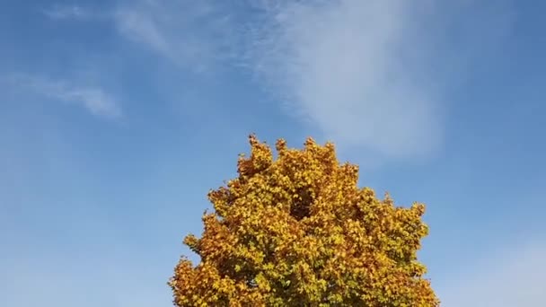Utolsó sárga őszi levelek a faágakon. — Stock videók