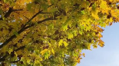 Rüzgarda sarı yapraklı dal