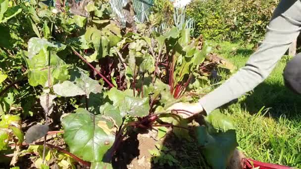 Beet harvest in the garden — Stock Video