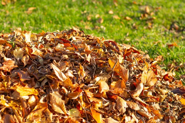 Pile of autumn leaves. Cleaning the leaves in the garden
