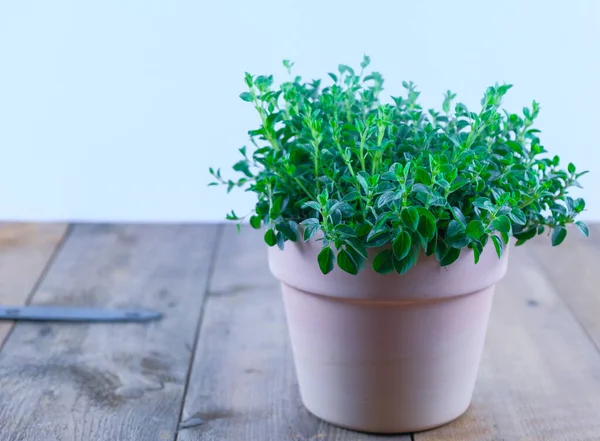 Kil tencerede Oregano. 