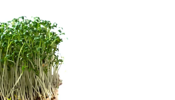 Microgreen sprouts isolated on white background. Vegan green watercress micro-sprouts — Stock Photo, Image
