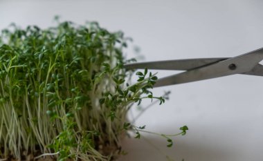 Mikro yeşil lahanalar, evde yetişen sağlıklı vejetaryen yemekleri.