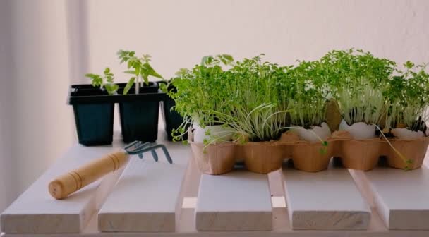 Junge Brunnenkresse, in Eierschale gepflanzt — Stockvideo