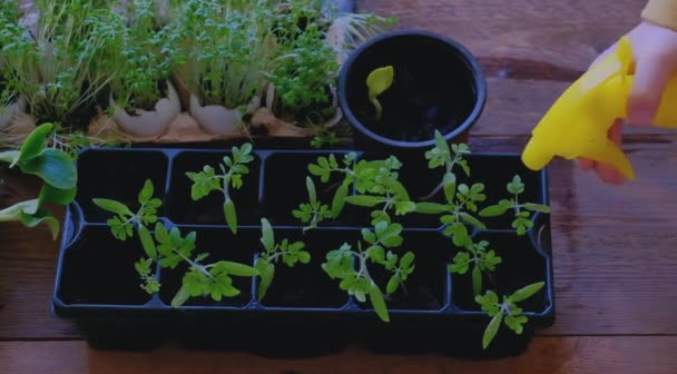 Seedlings spraying water. Child watering watercress lettuce plants — Stock Video