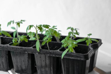 Bahçede yetişen domates tohumları. Baharda domates tohumları. 