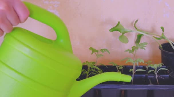 Tomato seedlings. Watering young tomato seedlings. — Stock Video