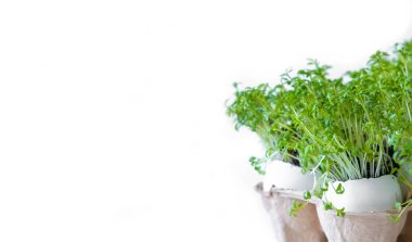  Beyaz arka planda su teresi ya da mikro yeşiller var. Sağlıklı beslenme, taze organik üretim. 