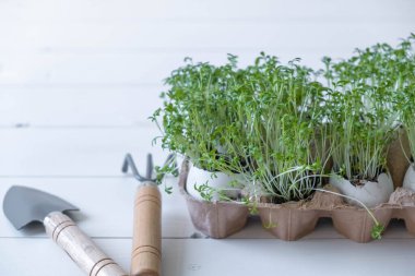 Evde büyüyen mikro yeşil