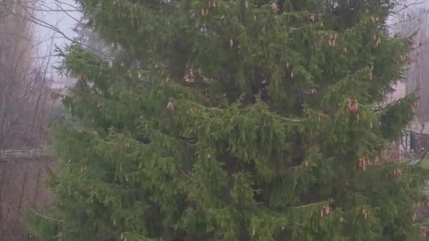 Rain and strong wind. A large pine tree sways in the wind — Stock Video