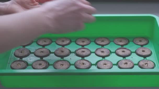 Mujer siembra semillas en tabletas de turba — Vídeos de Stock