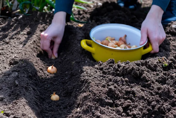 Hands of female gardener planting onions in garden — Stock Photo, Image