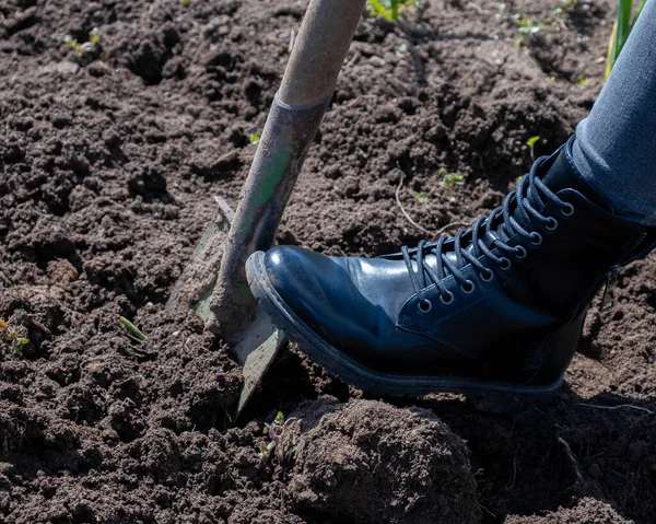 Una gamba di donna in stivali su una pala scava i letti in giardino. — Foto Stock