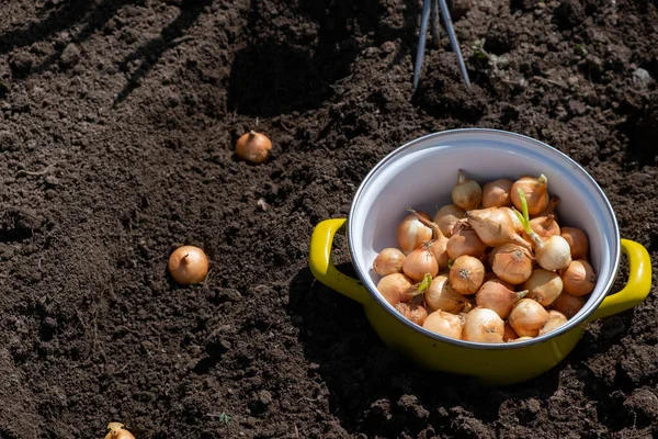 Onions for planting in the garden — Stock Photo, Image