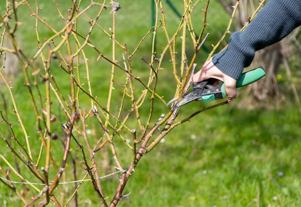 Jardinero poda rosales en primavera — Foto de Stock