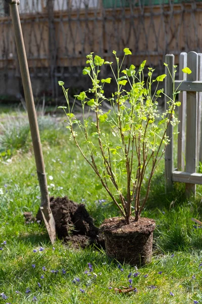 Buisson croustillant pour la plantation dans le jardin de la maison — Photo